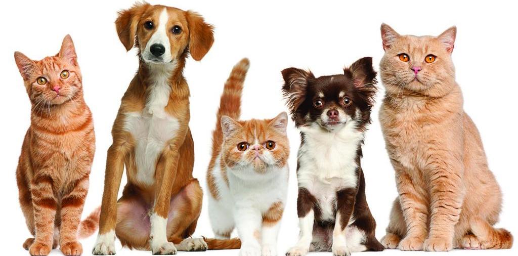 Доска объявлений о животных | ЗооТом - продажа, вязка и услуги для животных в Михайлове