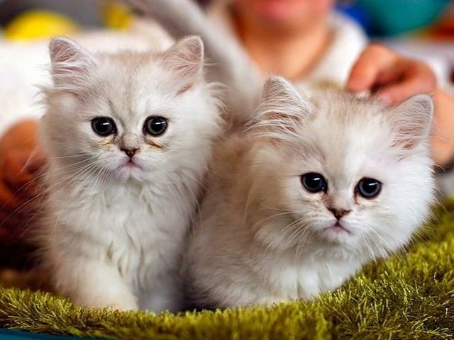 Породы кошек в Михайлове | ЗооТом портал о животных