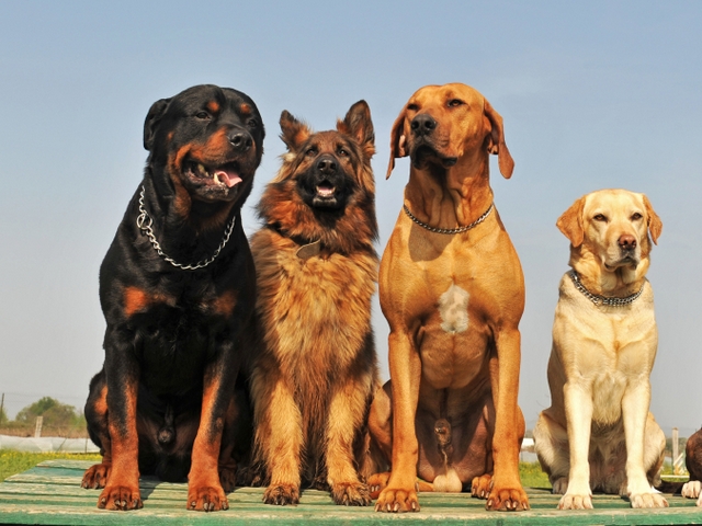 Крупные породы собак в Михайлове | ЗооТом портал о животных